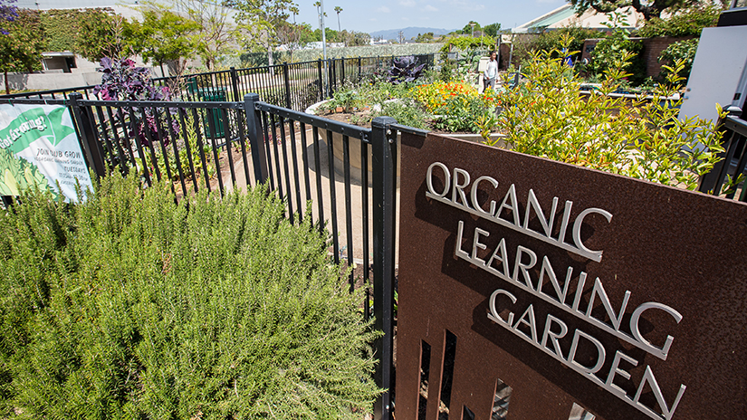 SMC's Organic garden